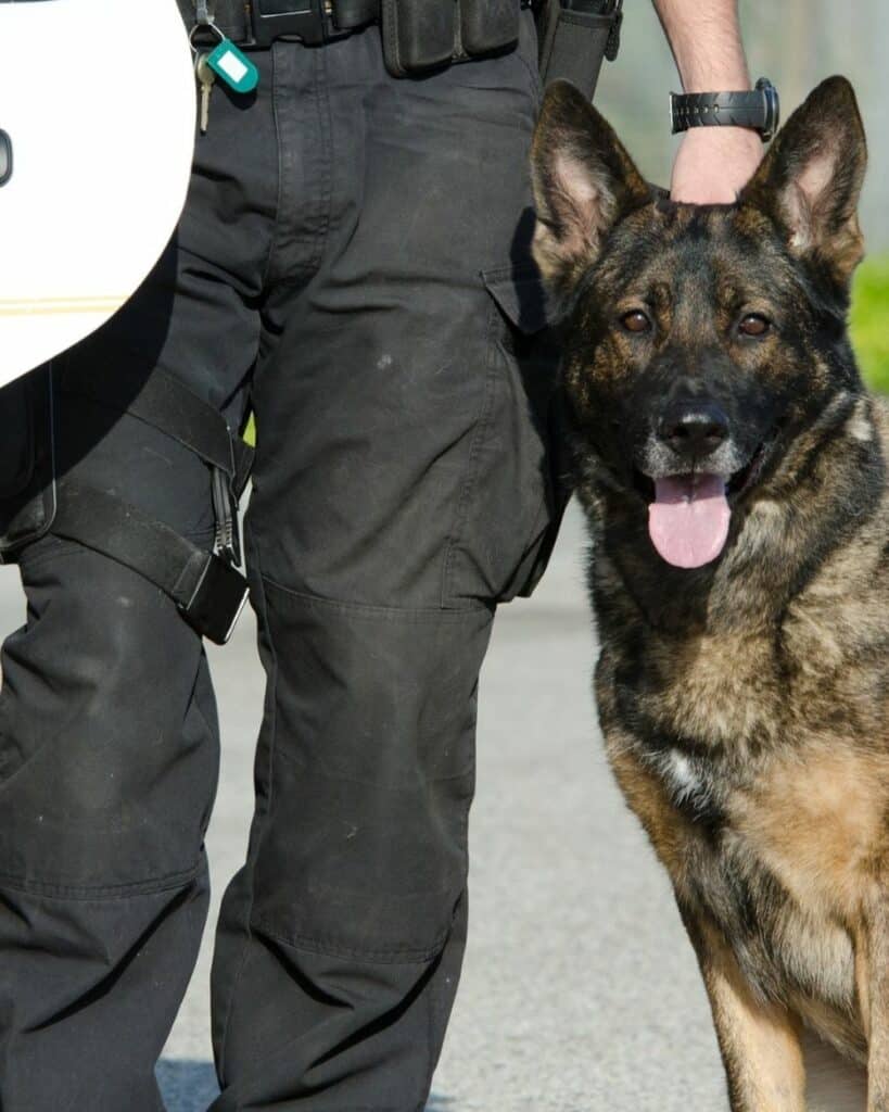 Jérome, chef d’équipe chez Ange Security, avec son chien
