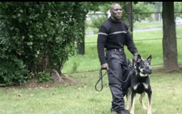 Agent cynophile et son chien en mission à Limay